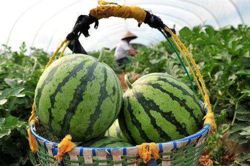 带你吃瓜,揭秘娱乐圈那些不为人知的幕后故事