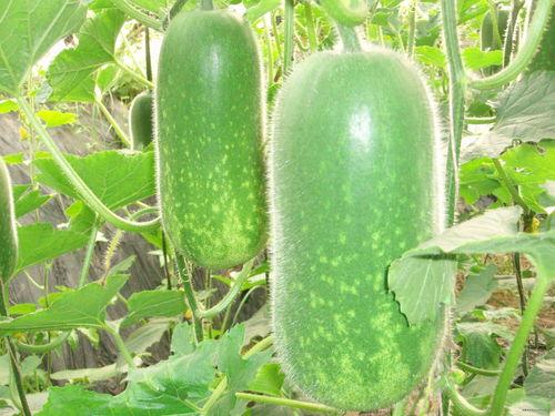 吃瓜炸裂 热门大瓜每日必吃大瓜,紧跟热点，尽享吃瓜炸裂盛宴