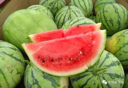 今日吃瓜全集完整版