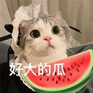 网红大鹅陈妍染 热门大瓜每日必吃大瓜 过量吃瓜容易腹痛腹泻吗,健康饮食，适量“追瓜”